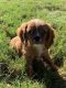 Cavalier King Charles Spaniel Puppies for sale in McKinney, TX, USA. price: NA