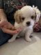 Cavalier King Charles Spaniel Puppies for sale in Alton, IL, USA. price: $500