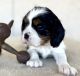 Cavalier King Charles Spaniel Puppies for sale in Tucson, AZ, USA. price: $2,000