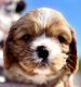 Cavalier King Charles Spaniel Puppies for sale in Tucson, AZ, USA. price: $2,500