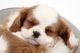 Cavalier King Charles Spaniel Puppies for sale in TX-1604 Loop, San Antonio, TX, USA. price: NA