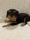 Cavalier King Charles Spaniel Puppies for sale in Faribault, MN 55021, USA. price: NA