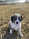Cavalier King Charles Spaniel Puppies for sale in Spring Hill, KS, USA. price: NA