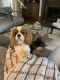 Cavalier King Charles Spaniel Puppies for sale in Gainesville, GA, USA. price: NA