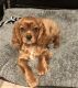 Cavalier King Charles Spaniel Puppies for sale in Lake Station, IN, USA. price: NA