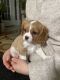 Cavalier King Charles Spaniel Puppies for sale in Bridgewater, VA, USA. price: NA