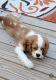 Cavalier King Charles Spaniel Puppies for sale in Southfield, MI, USA. price: NA
