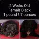 Cavalier King Charles Spaniel Puppies for sale in Rockford, IL, USA. price: NA