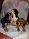 Cavalier King Charles Spaniel Puppies for sale in Gridley, IL 61744, USA. price: $800