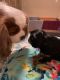 Cavalier King Charles Spaniel Puppies for sale in Deer Park, TX, USA. price: NA