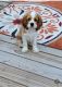 Cavalier King Charles Spaniel Puppies for sale in Southfield, MI, USA. price: $1,800