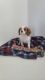 Cavalier King Charles Spaniel Puppies for sale in Arcola, IL 61910, USA. price: $900