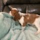 Cavalier King Charles Spaniel Puppies for sale in 331 Private Rd 5387, Yantis, TX 75497, USA. price: $100,000