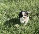 Cavalier King Charles Spaniel Puppies for sale in Windsor, CO 80550, USA. price: $3,000