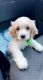 Cavalier King Charles Spaniel Puppies for sale in Elizabeth, NJ, USA. price: $4,000