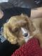 Cavalier King Charles Spaniel Puppies for sale in Afton, MI 49705, USA. price: $2,000