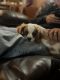 Cavalier King Charles Spaniel Puppies for sale in Afton, MI 49705, USA. price: $1,700