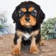 Cavalier King Charles Spaniel Puppies for sale in Phoenix, AZ, USA. price: $2,900