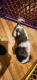 Cavalier King Charles Spaniel Puppies for sale in Dewitt, MI 48820, USA. price: $1,300