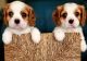 Cavalier King Charles Spaniel Puppies for sale in Texarkana, TX, USA. price: NA