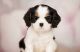 Cavalier King Charles Spaniel Puppies for sale in Chicago, IL, USA. price: $1,000