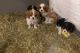 Cavalier King Charles Spaniel Puppies for sale in Chicago, IL 60602, USA. price: $500