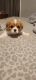 Cavalier King Charles Spaniel Puppies for sale in Lake Village, IN 46349, USA. price: $1,500