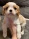 Cavalier King Charles Spaniel Puppies for sale in Ezel, KY 41425, USA. price: $1,200
