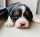 Cavalier King Charles Spaniel Puppies for sale in Boston, Massachusetts. price: $550