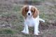 Cavalier King Charles Spaniel Puppies for sale in Houston, Texas. price: $534