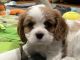 Cavalier King Charles Spaniel Puppies for sale in Eatontown, New Jersey. price: $5,000
