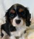 Cavalier King Charles Spaniel Puppies for sale in Salt Lake City, Utah. price: $500