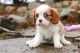 Cavalier King Charles Spaniel Puppies for sale in Cedar City, Utah. price: $600