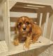Cavalier King Charles Spaniel Puppies for sale in SouthBend, Indiana. price: $500