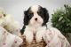 Cavalier King Charles Spaniel Puppies for sale in Ehrenberg, Arizona. price: $600