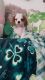 Cavalier King Charles Spaniel Puppies for sale in Peoria, Arizona. price: NA