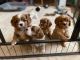 Cavalier King Charles Spaniel Puppies for sale in Phoenix, Arizona. price: $800