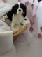 Cavalier King Charles Spaniel Puppies for sale in Jefferson, Oregon. price: $1,500