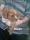 Cavalier King Charles Spaniel Puppies for sale in Muskegon, Michigan. price: $800