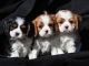 Cavalier King Charles Spaniel Puppies for sale in Honolulu, HI, USA. price: NA