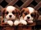 Cavalier King Charles Spaniel Puppies for sale in Gainesville, FL, USA. price: NA