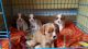 Cavalier King Charles Spaniel Puppies for sale in Springfield, MA, USA. price: NA