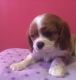 Cavalier King Charles Spaniel Puppies for sale in Springfield, MA, USA. price: NA