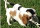 Cavalier King Charles Spaniel Puppies for sale in Honolulu, HI, USA. price: $400