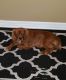 Cavalier King Charles Spaniel Puppies for sale in Gainesville, FL, USA. price: NA