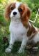Cavalier King Charles Spaniel Puppies for sale in Issaquah, WA, USA. price: NA