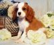 **awesome Cavalier King Charles Spaniel Puppy