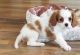 Cavalier King Charles Spaniel Puppies for sale in San Francisco, San Antonio, TX 78201, USA. price: NA