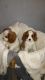 Cavalier King Charles Spaniel Puppies for sale in Edison, NJ, USA. price: NA