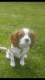 Cavalier King Charles Spaniel Puppies for sale in 340 S 600 W, Salt Lake City, UT 84101, USA. price: $400